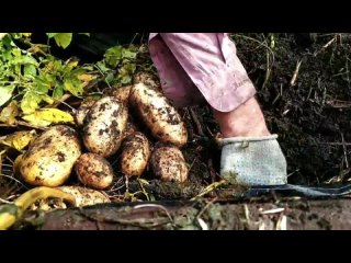 Картофель ранний Коломбо июль 2024