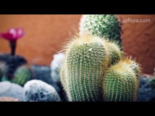 Топ 5 ошибок при выращивании кактусов