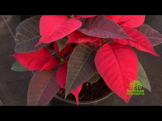 Как ухаживать за пуансеттией
