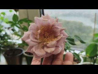 Роза Коко Локо / Rose Koko Loko