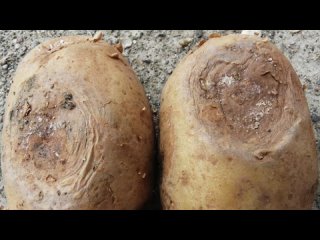 Надежная защита картофеля от болезней и вредителей! Чем обработать картофель перед посадкой_