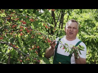 Клей на ветках косточковых деревьев-как лечить