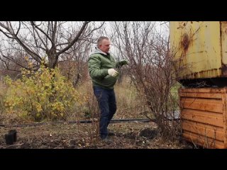 Обрезка ЖИМОЛОСТИ от А до Я обрезка при посадке, плодоносящих и запущенных кустов