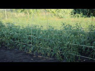 Продвинутое формирование томатов