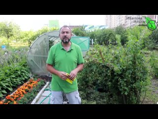 КАКОЙ КАЛИЙ ЛУЧШЕ ДАТЬ ОГУРЦАМ Монофосфат, сульфат, нитрат, а, может быть, золу Разберемся вместе!