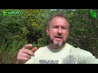 ТЛЯ ОСЫПАЕТСЯ ГРАДОМ С КУСТОВ и ДЕРЕВЬЕВ! Выжигаем тлю без химии. Тля не вернется в сад.