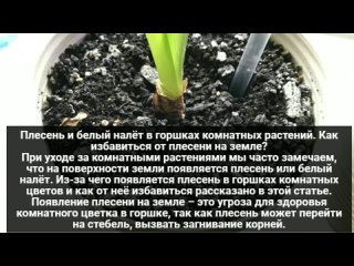 Как избавиться от плесени на земле_ Плесень и белый налёт в горшках комнатных растений