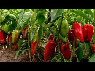 ТОП 10 - БОЛГАРСКИЙ ( Сладкий ) ПЕРЕЦ самые урожайные сорта