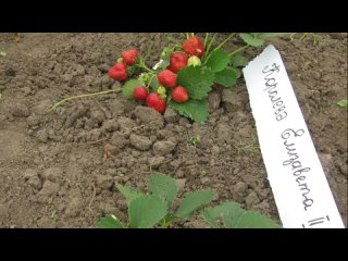 КЛУБНИКА. Лучшие сорта клубники