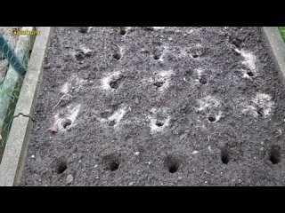 Лучшие сорта Чеснока и Лука для посадки в зиму