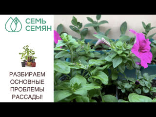 У РАССАДЫ КРУТЯТСЯ ИЛИ ЖЕЛТЕЮТ ЛИСТЬЯ? Я ЗНАЮ ПОЧЕМУ И ЧТО С ЭТИМ ДЕЛАТЬ!