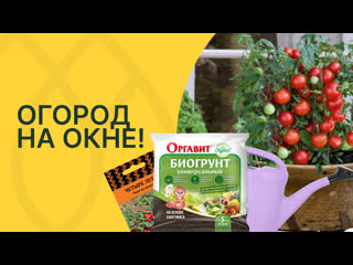 Как выращивать свои овощи на подоконнике!