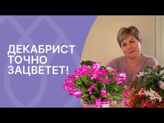 Главные правила цветения декабриста!