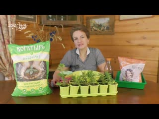 Хороший грунт - крепкая рассада. Какую почву лучше выбрать и использовать для выращивания рассады.