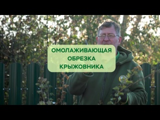 Омолаживающая обрезка крыжовника