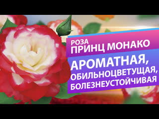Роза Принц Монако. Болезнеустойчивость, аромат и обильное цветение