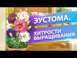 ЭУСТОМА. ТОП-5 СОВЕТОВ ПО ВЫРАЩИВАНИЮ
