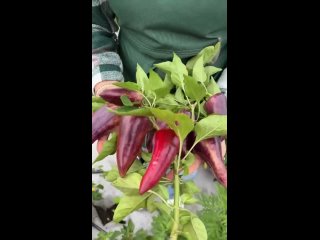 ПЕРЕЦ для ВАШЕГО ПОДОКОННИКА! Сорт СИРЕНЕВЫЙ БЛЕСК #семенаалтая