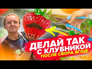 ВСЕ о КЛУБНИКЕ после ПЛОДОНОШЕНИЯ. ОБРЕЗКА, УСЫ, ПОДКОРМКА