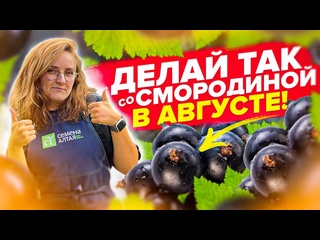СМОРОДИНА ПОСЛЕ ПЛОДОНОШЕНИЯ в АВГУСТЕ. ОБРЕЗКА, ПОДКОРМКА, ОБРАБОТКА от ВРЕДИТЕЛЕЙ