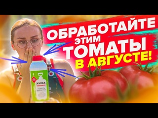 ТОМАТЫ в АВГУСТЕ. Так поспеют быстрее!