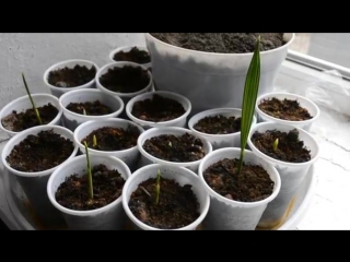 Финик из косточки.Финиковая пальма,уход, выращивание, легко и просто, простые пр