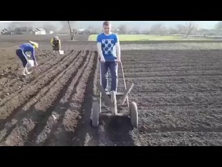 Вот так и надо сеять картошку
