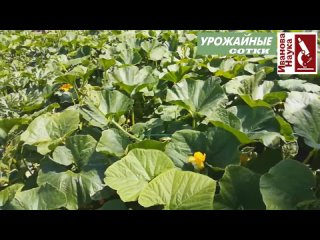 Выращивание кабачков. Ответы на вопросы.