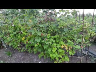 Черная малина Блек Джевел