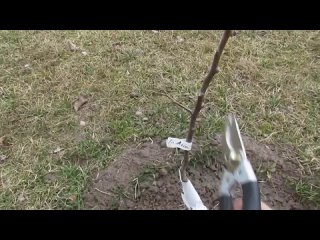 ? Обрезка молодых плодовых деревьев