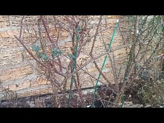 Обрезка роз Шрабов осенью ? Розы в саду?