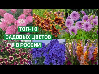Самые популярные садовые цветы в России