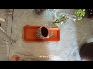 ЗИМНЕЕ РАЗМНОЖЕНИЕ ЧЕРНОЙ СМОРОДИНЫ