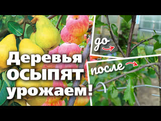 КАК УСКОРИТЬ И УЛУЧШИТЬ ПЛОДОНОШЕНИЕ ПЛОДОВЫХ. Очень простой и эффективный способ