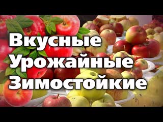 Лучшие сорта летних и осенних яблонь. Проверены Уралом