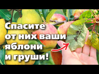 Тля на яблоне и груше. Как правильно бороться с вредителями.