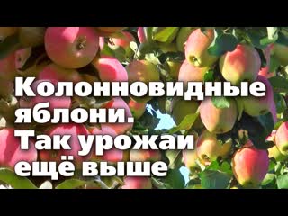 Колоновидные яблони в сложном климате. Формировка и уход