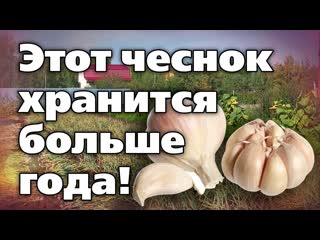 Яровой чеснок. Советы по посадке, выращиванию, хранению