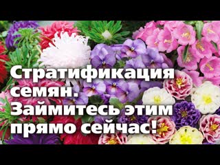 Стратификация семян. Каким растениям требуется и как проводить