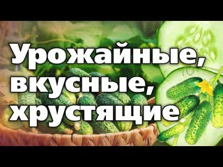 Выбираем сорта огурцов. Рекомендации опытного садовода