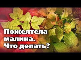 ЛЕТНИЕ ПРОБЛЕМЫ С МАЛИНОЙ. ОТЧЕГО ВОЗНИКАЮТ, ЧЕМ ОБРАБОТАТЬ