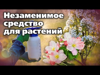 Как поддержать растения после возвратных заморозков. Надежное средство