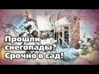 Снег в саду - его польза и вред. Не тяните с этими работами