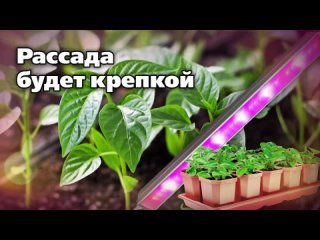 Выращиваете рассаду, а она всё равно хилая и болеет? Возможно, вы упускаете ключевой момент.