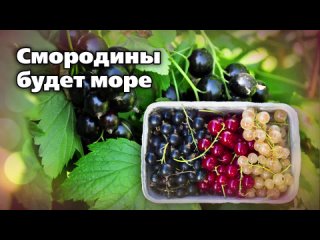 КАК ВЫРАЩИВАТЬ СМОРОДИНУ. ВСЕГО 5 УСЛОВИЙ ДЛЯ МЕГА-УРОЖАЕВ