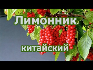 Лимонник китайский, посадка, выращивание в саду, уход за растением, лечебные свойства плодов и лиан