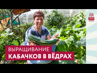 Выращивание кабачков в вёдрах