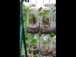 Оригинальная конструкция для выращивания ягод???