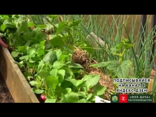 Выращивайте редис только так! Как вырастить крупный редис