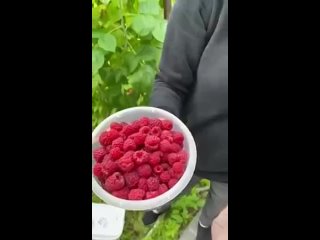 Удобрения для ягод и фруктовых деревьев и кустарников